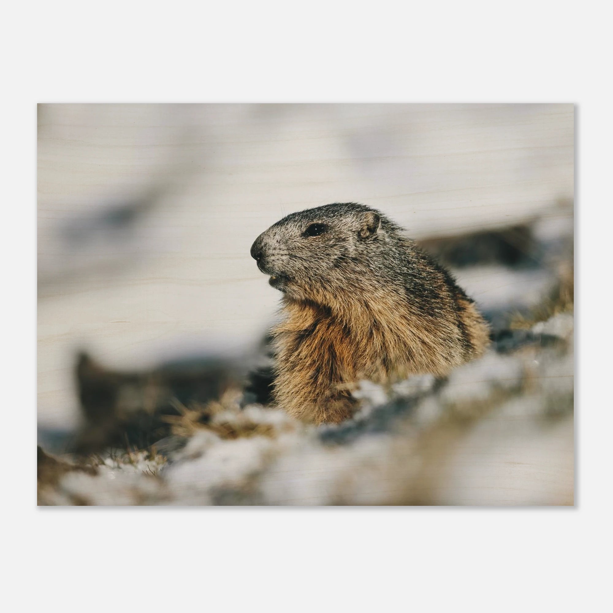 Holzdruck - Murmeltier im Schnee Print Material JFK Photography Prints 45x60 cm / 18x24″
