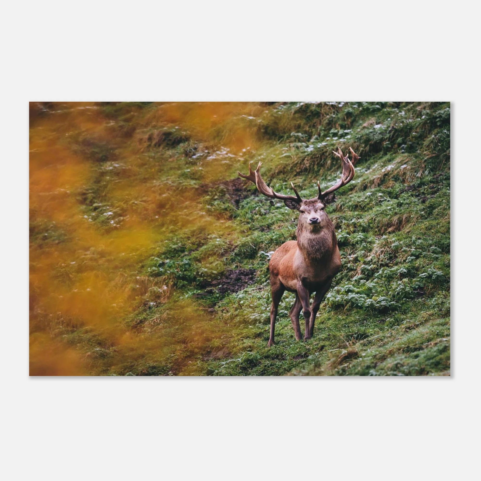 Premium Poster - Herbstliche Brunftzeit Print Material JFK Photography Prints 28x43 cm / XL (11x17″)