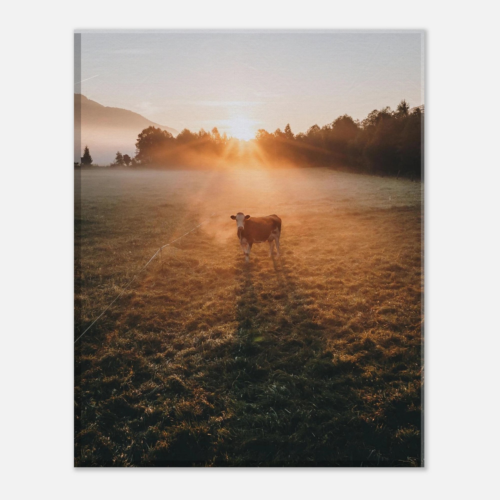 Leinwand Dick - Sonnenaufgang mit Kuh im Gegenlicht Print Material JFK Photography Prints 20x25 cm / 8x10″