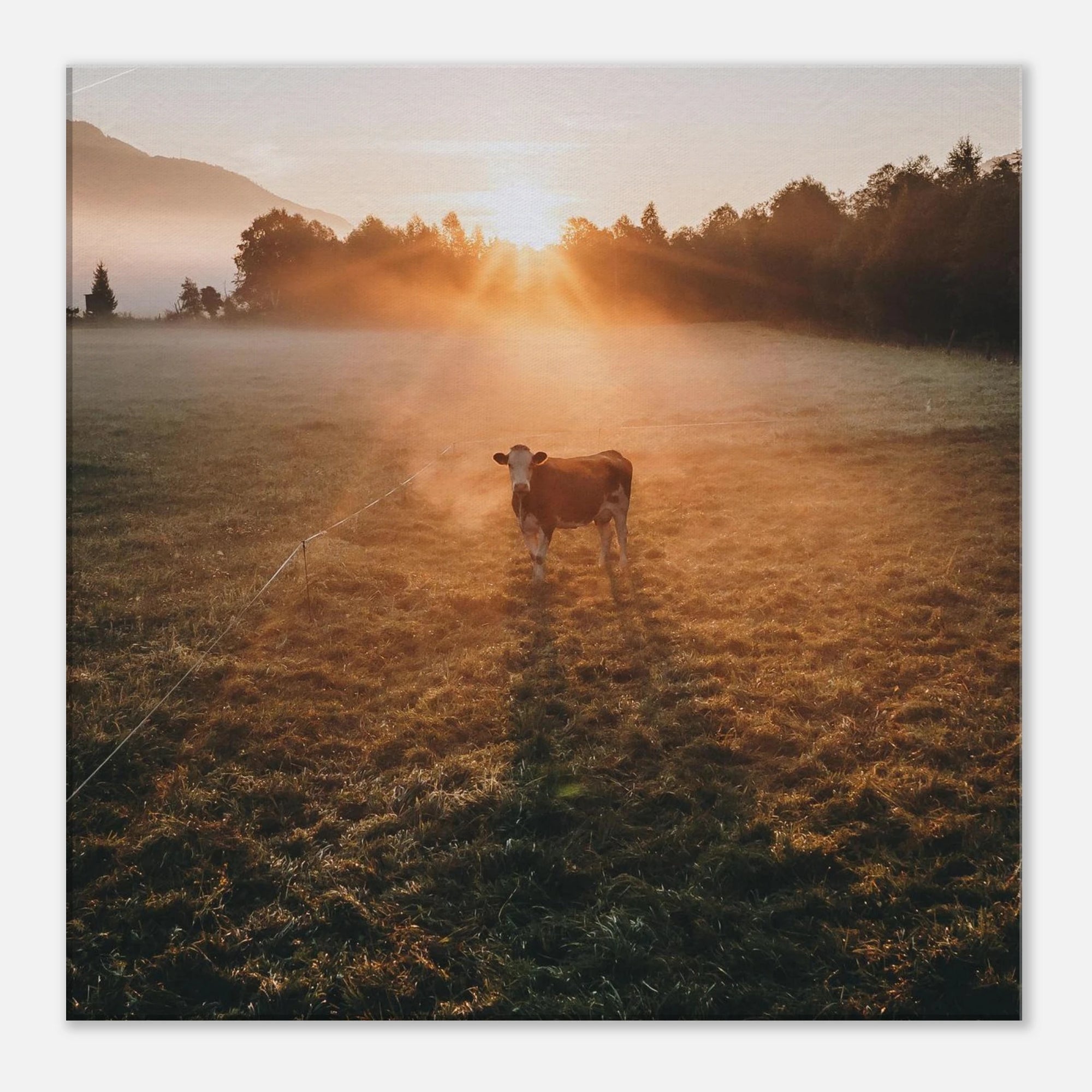 Leinwand Dick - Sonnenaufgang mit Kuh im Gegenlicht Print Material JFK Photography Prints 60x60 cm / 24x24″