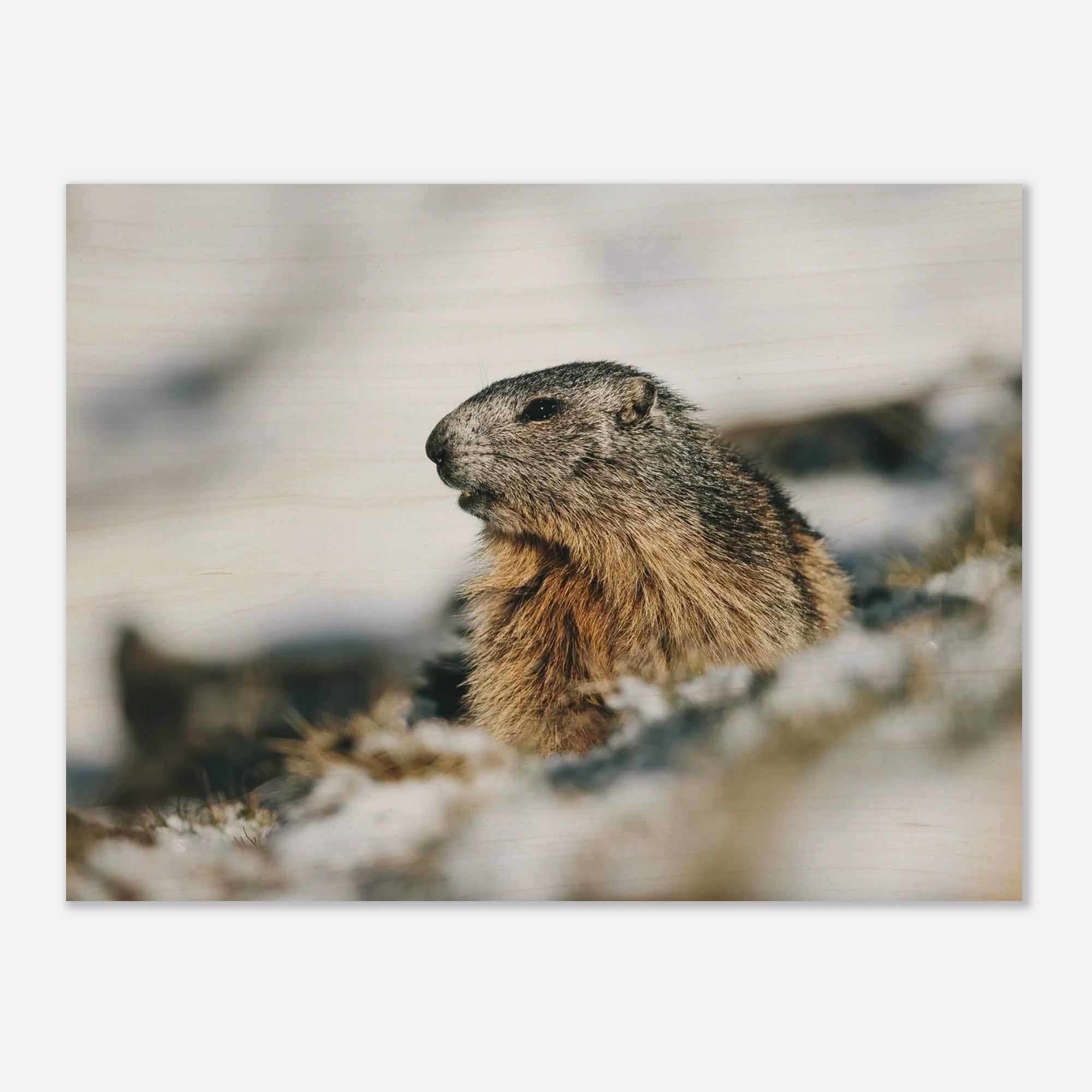 Holzdruck - Murmeltier im Schnee Print Material JFK Photography Prints 60x80 cm / 24x32″