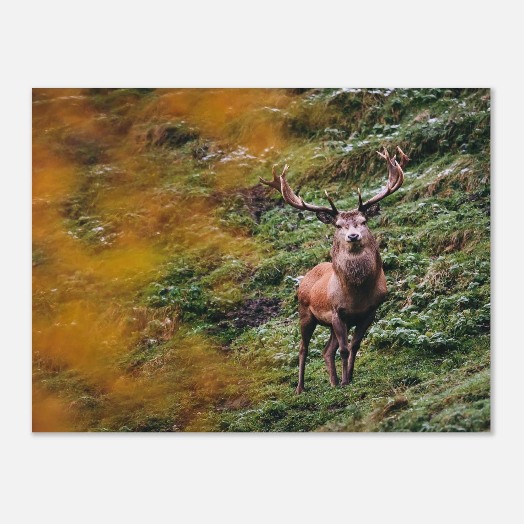 Premium Poster - Herbstliche Brunftzeit Print Material JFK Photography Prints 45x60 cm / 18x24″