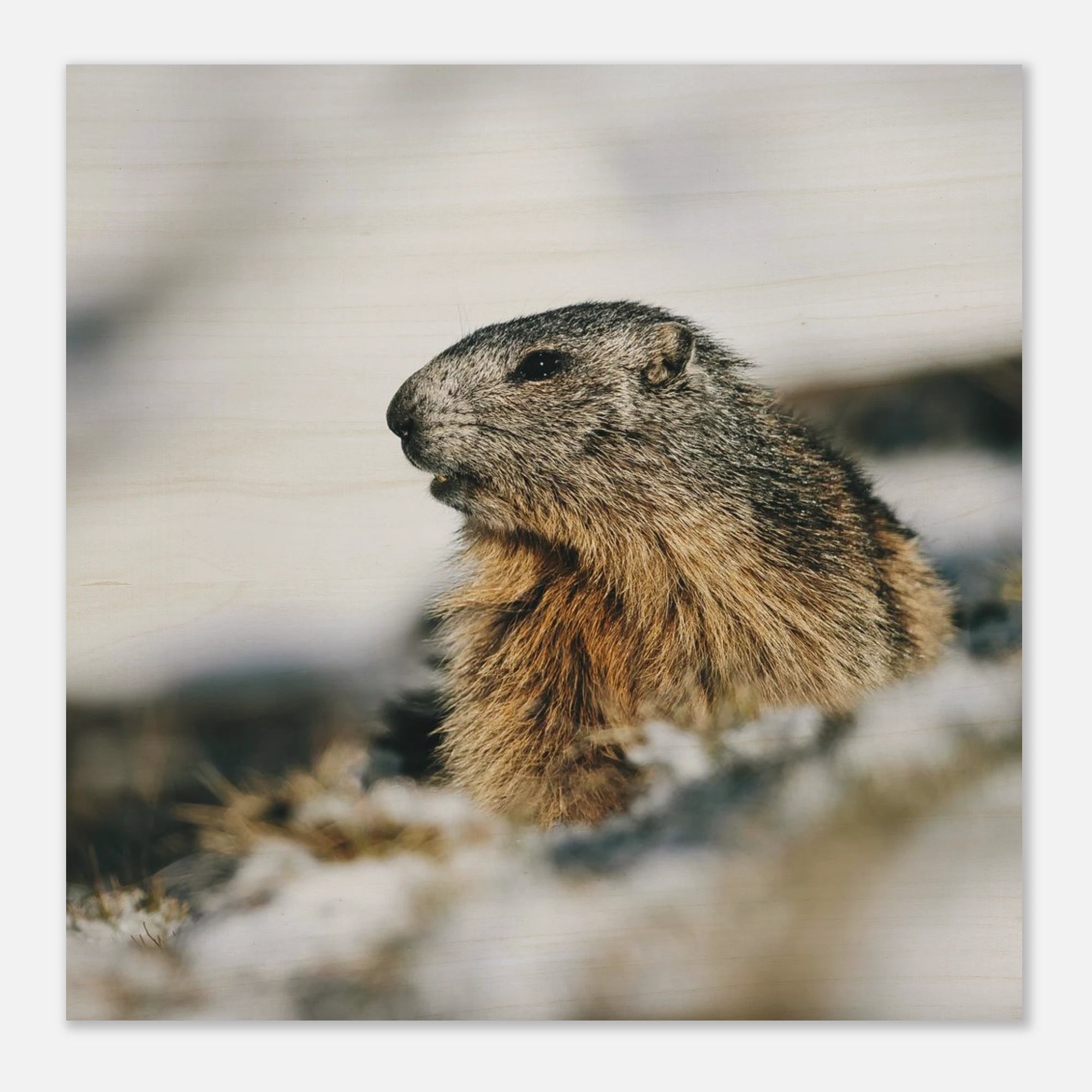 Holzdruck - Murmeltier im Schnee Print Material JFK Photography Prints 60x60 cm / 24x24″