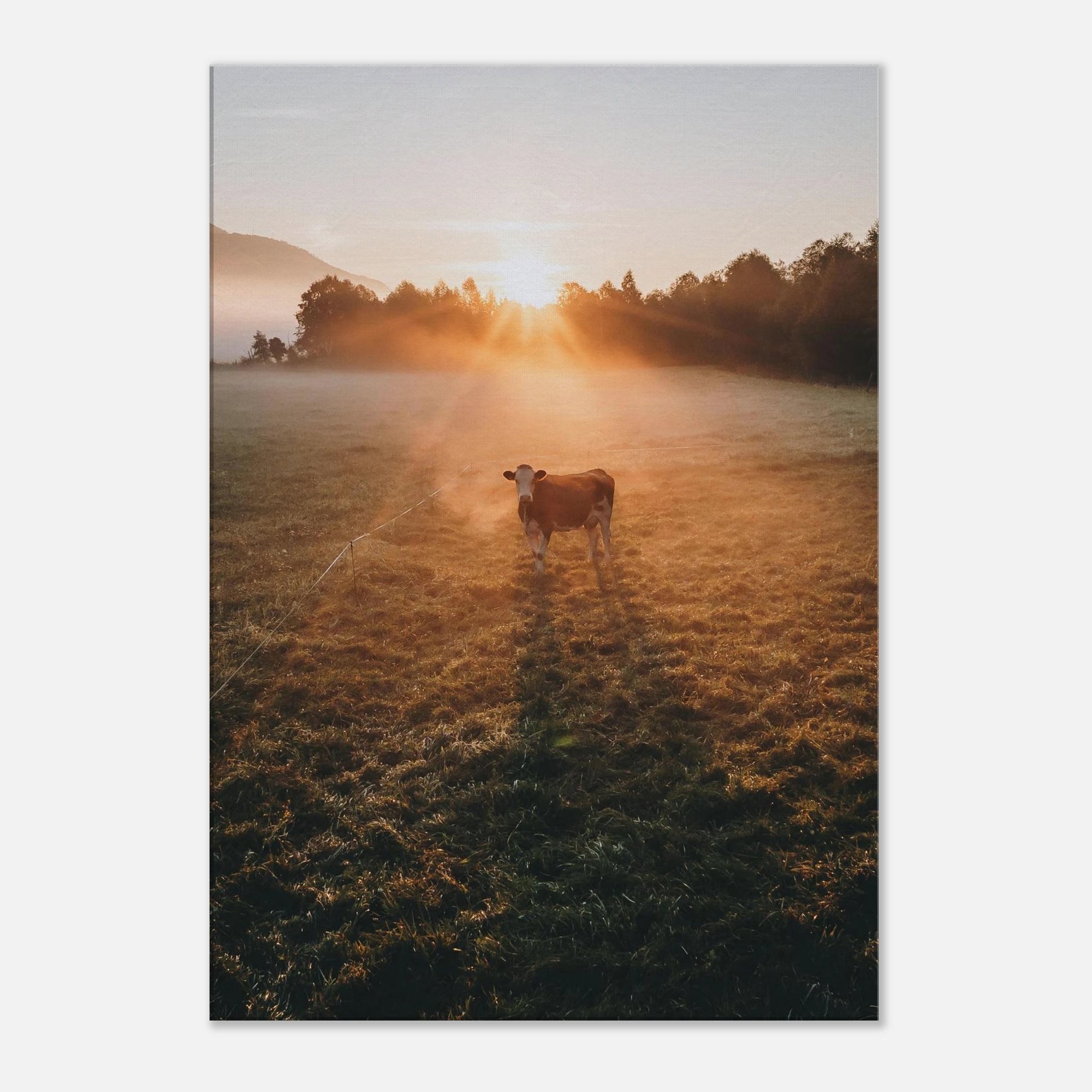 Leinwand Dick - Sonnenaufgang mit Kuh im Gegenlicht Print Material JFK Photography Prints 70x100 cm / 28x40″