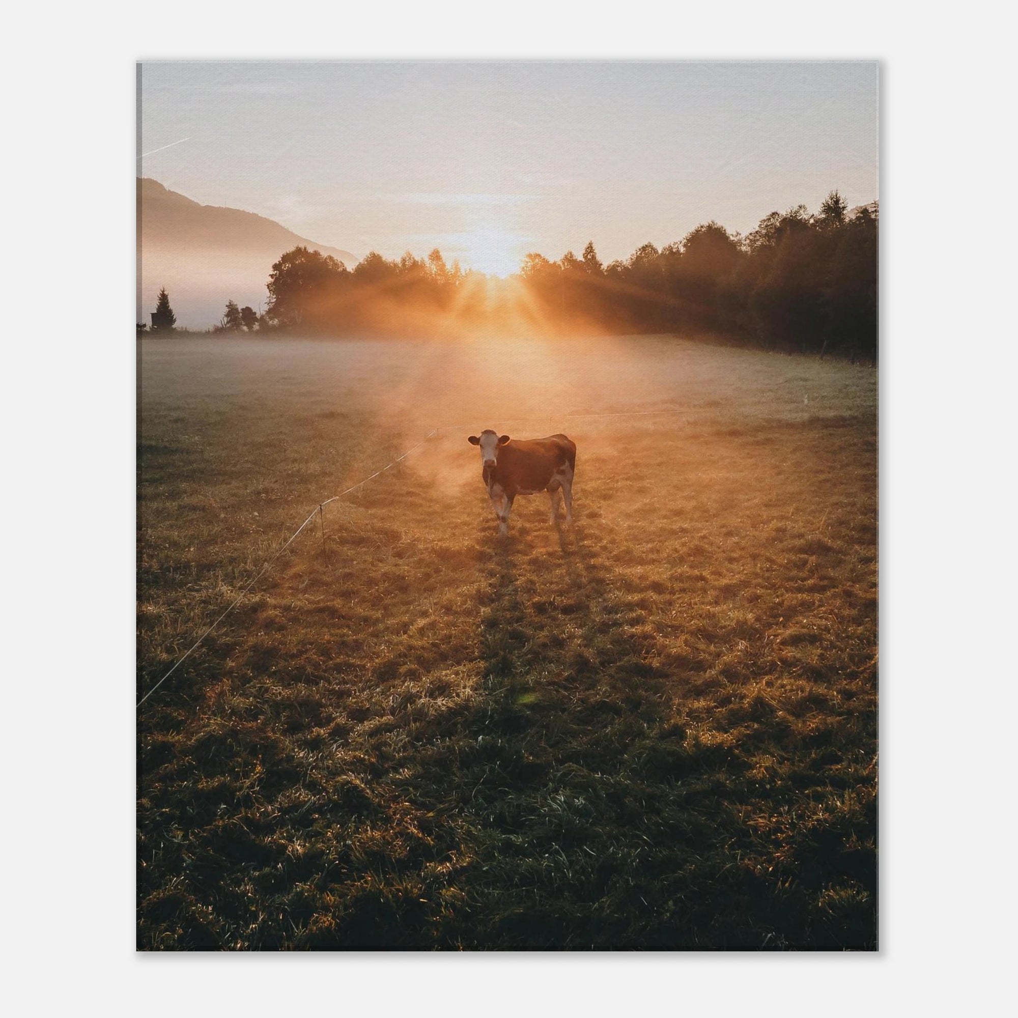 Leinwand Dick - Sonnenaufgang mit Kuh im Gegenlicht Print Material JFK Photography Prints 50x60 cm / 20x24″