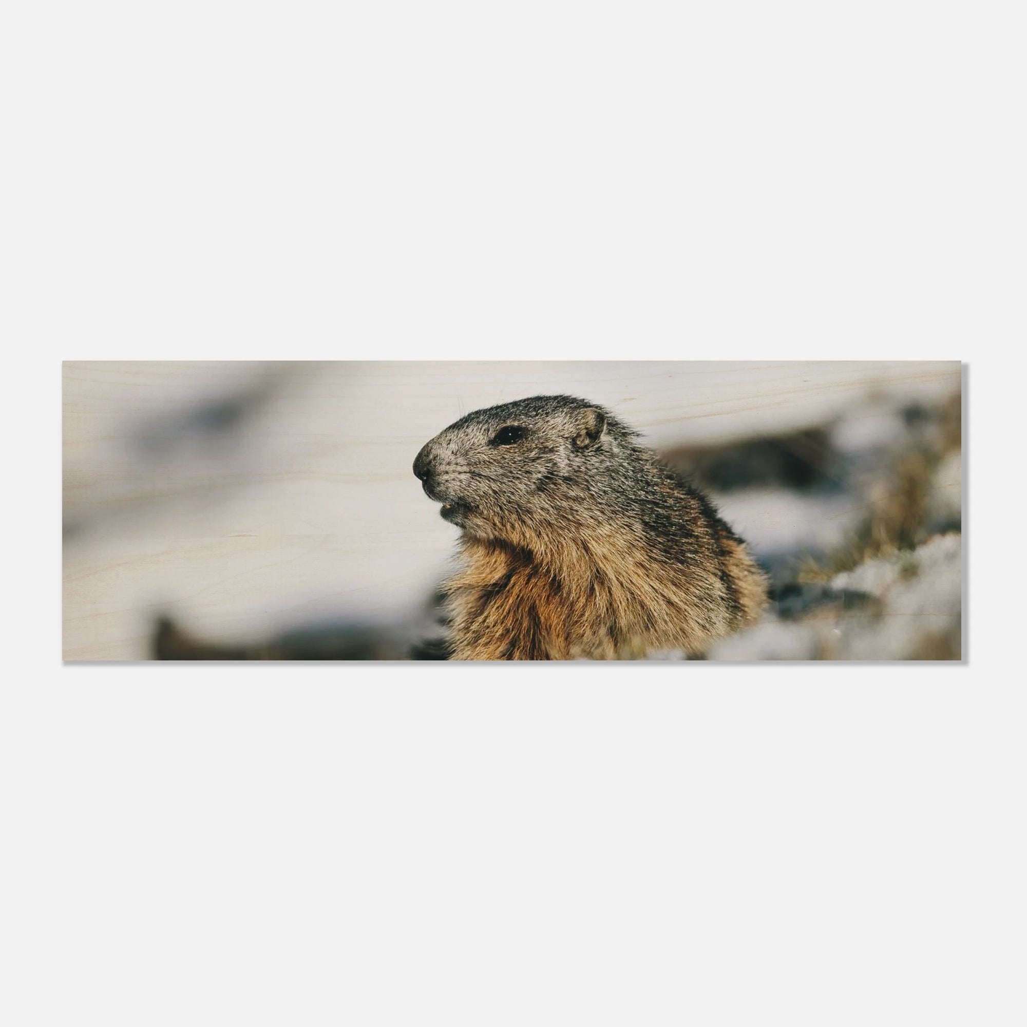 Holzdruck - Murmeltier im Schnee Print Material JFK Photography Prints 20x60 cm / 8x24″