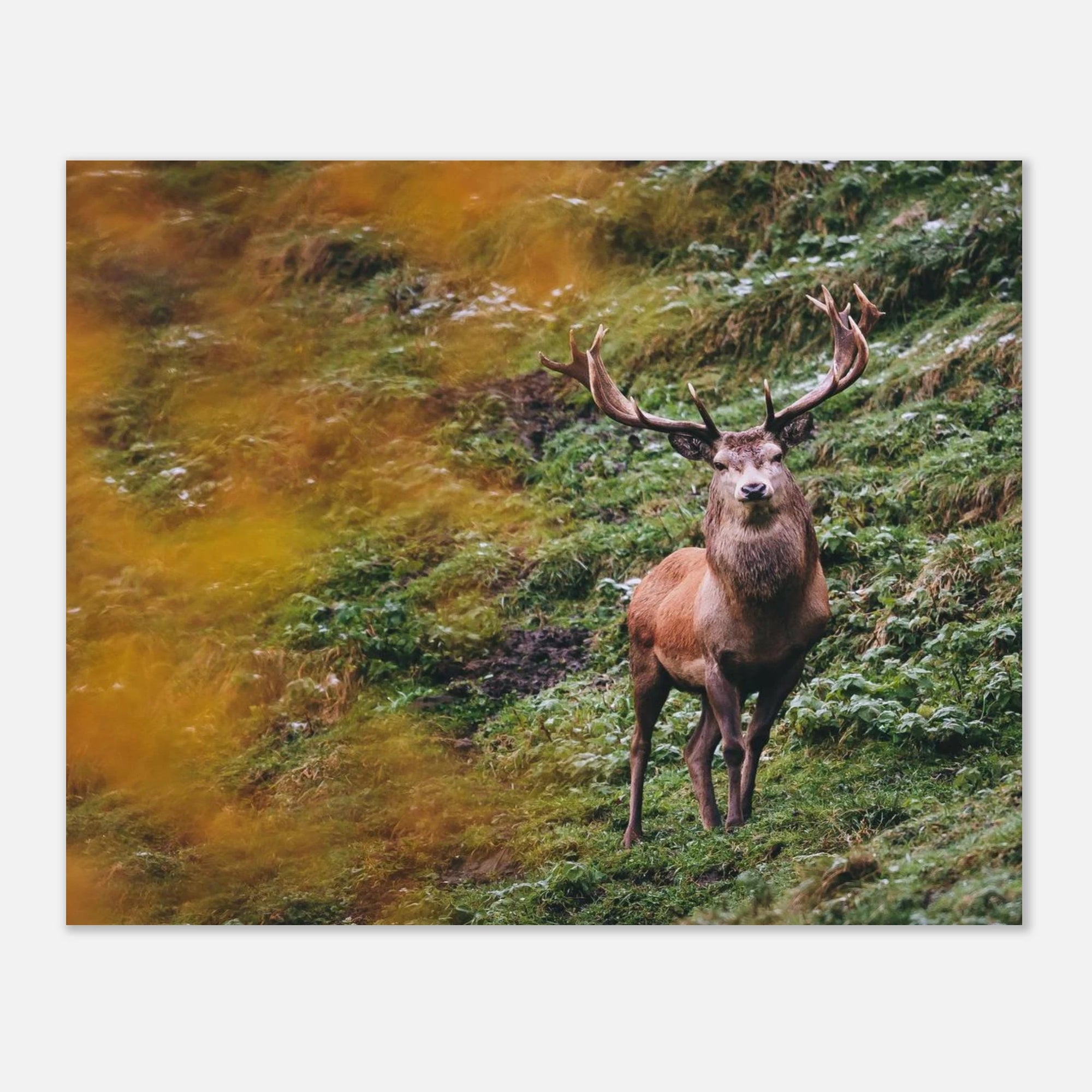 Premium Poster - Herbstliche Brunftzeit Print Material JFK Photography Prints 20x25 cm / 8x10″