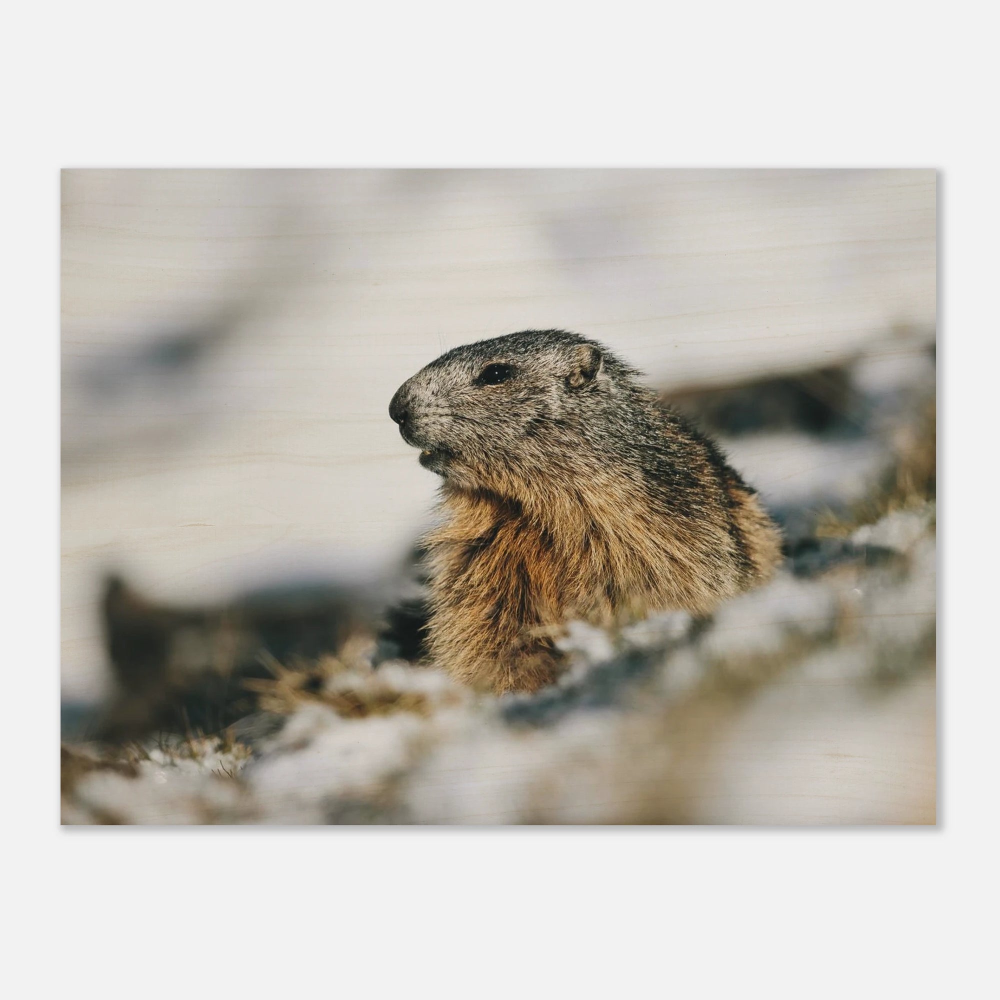 Holzdruck - Murmeltier im Schnee Print Material JFK Photography Prints 30x40 cm / 12x16″