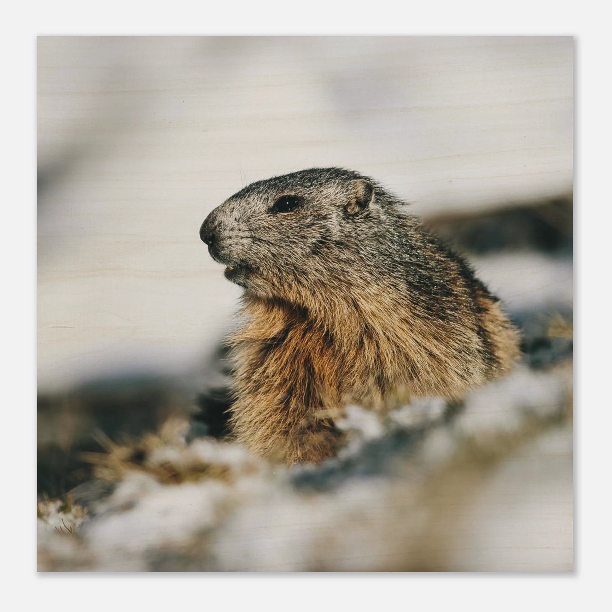 Holzdruck - Murmeltier im Schnee Print Material JFK Photography Prints 30x30 cm / 12x12″