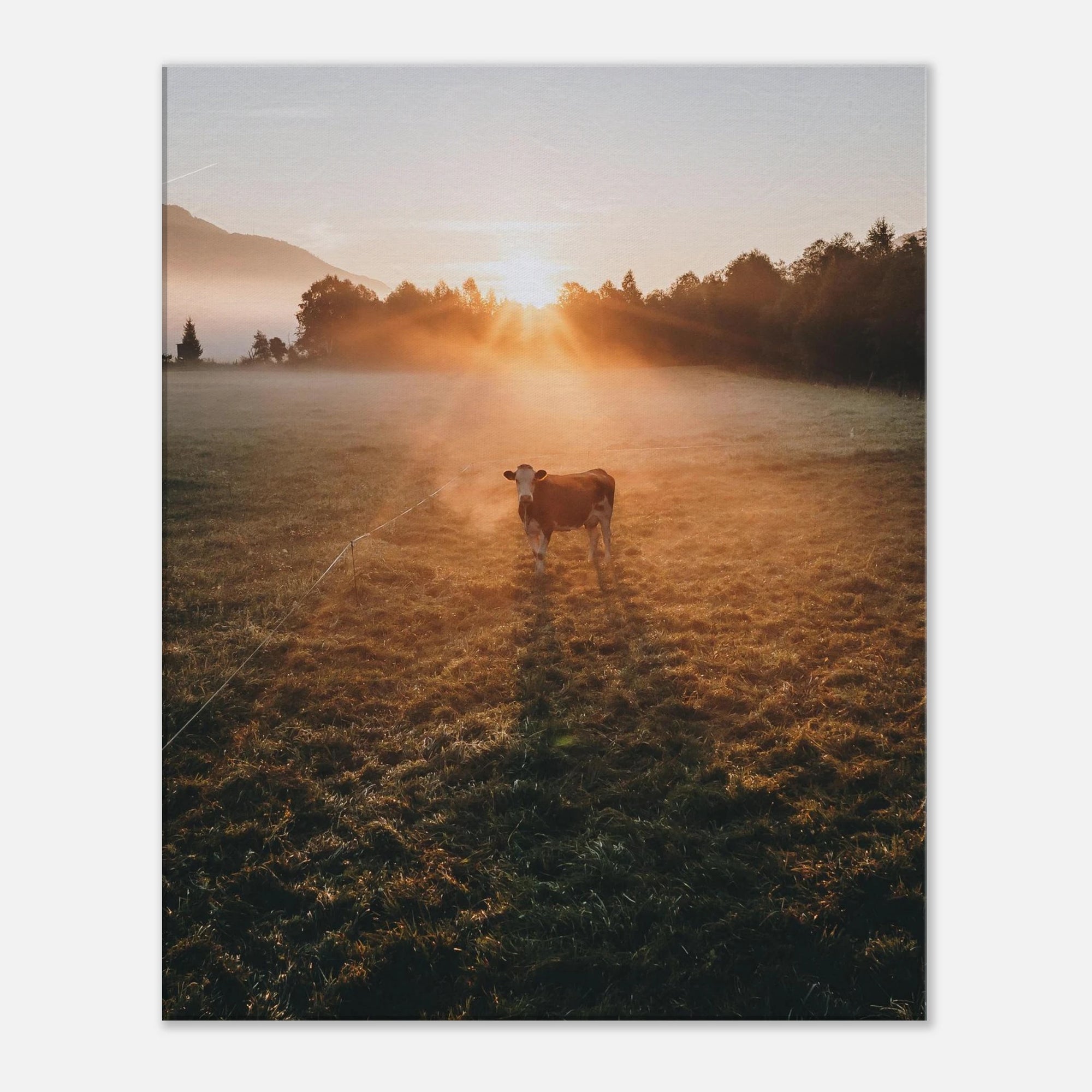 Leinwand Dick - Sonnenaufgang mit Kuh im Gegenlicht Print Material JFK Photography Prints 60x75 cm / 24x30″