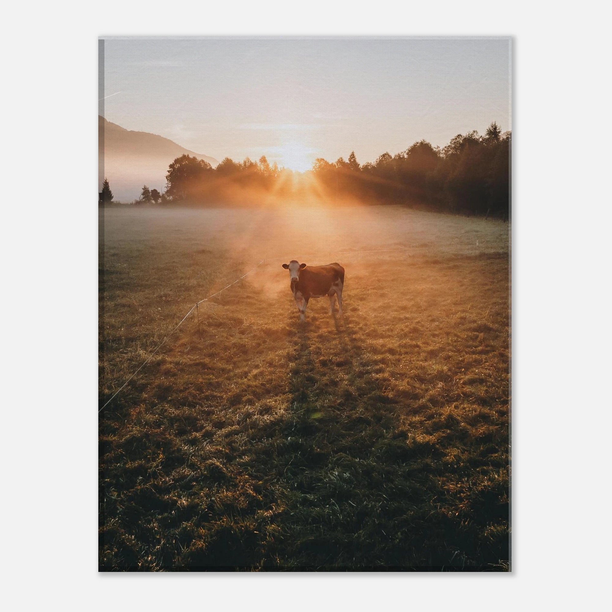 Leinwand Dick - Sonnenaufgang mit Kuh im Gegenlicht Print Material JFK Photography Prints 27x35 cm / 11x14″