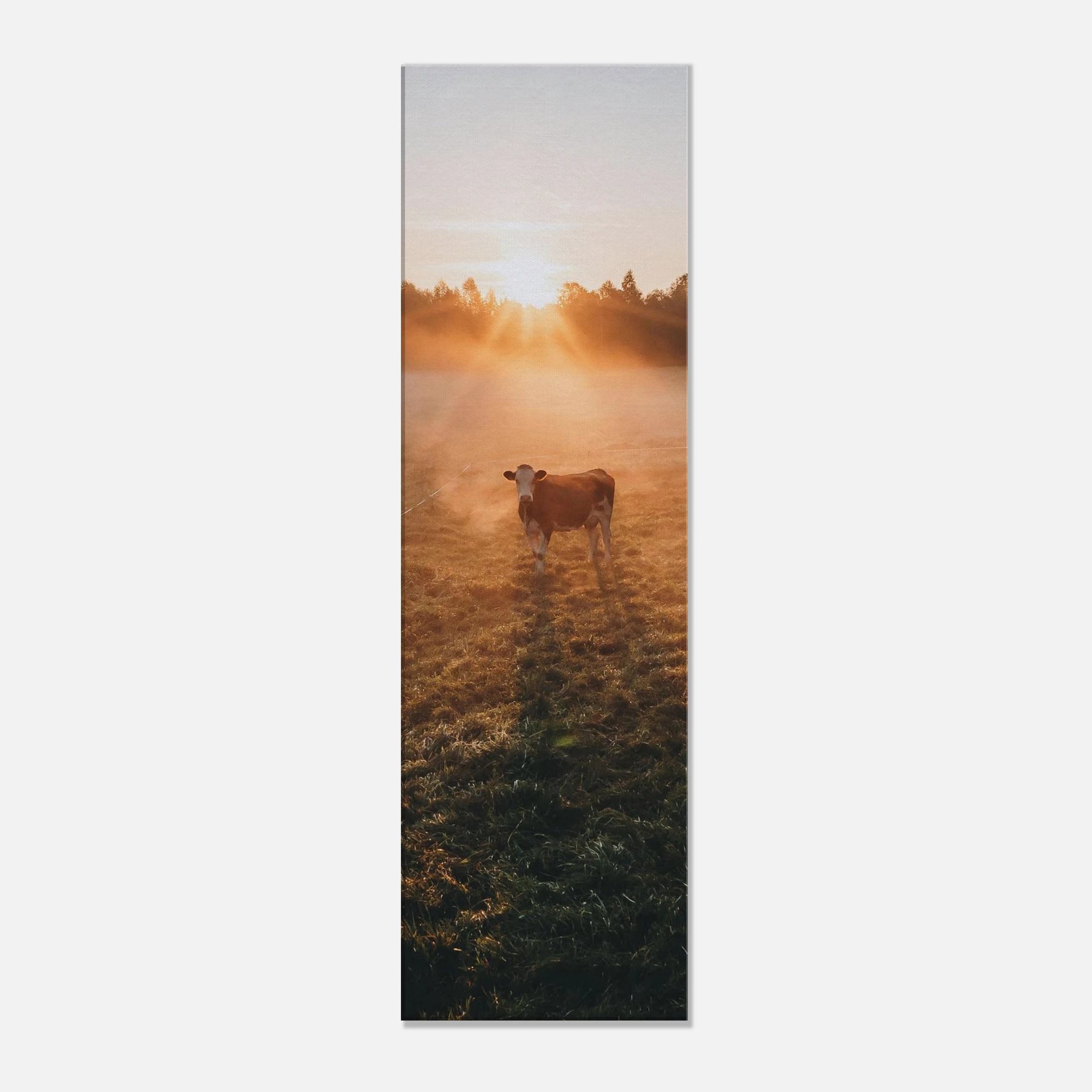 Leinwand Dick - Sonnenaufgang mit Kuh im Gegenlicht Print Material JFK Photography Prints 30x100 cm / 12x40″