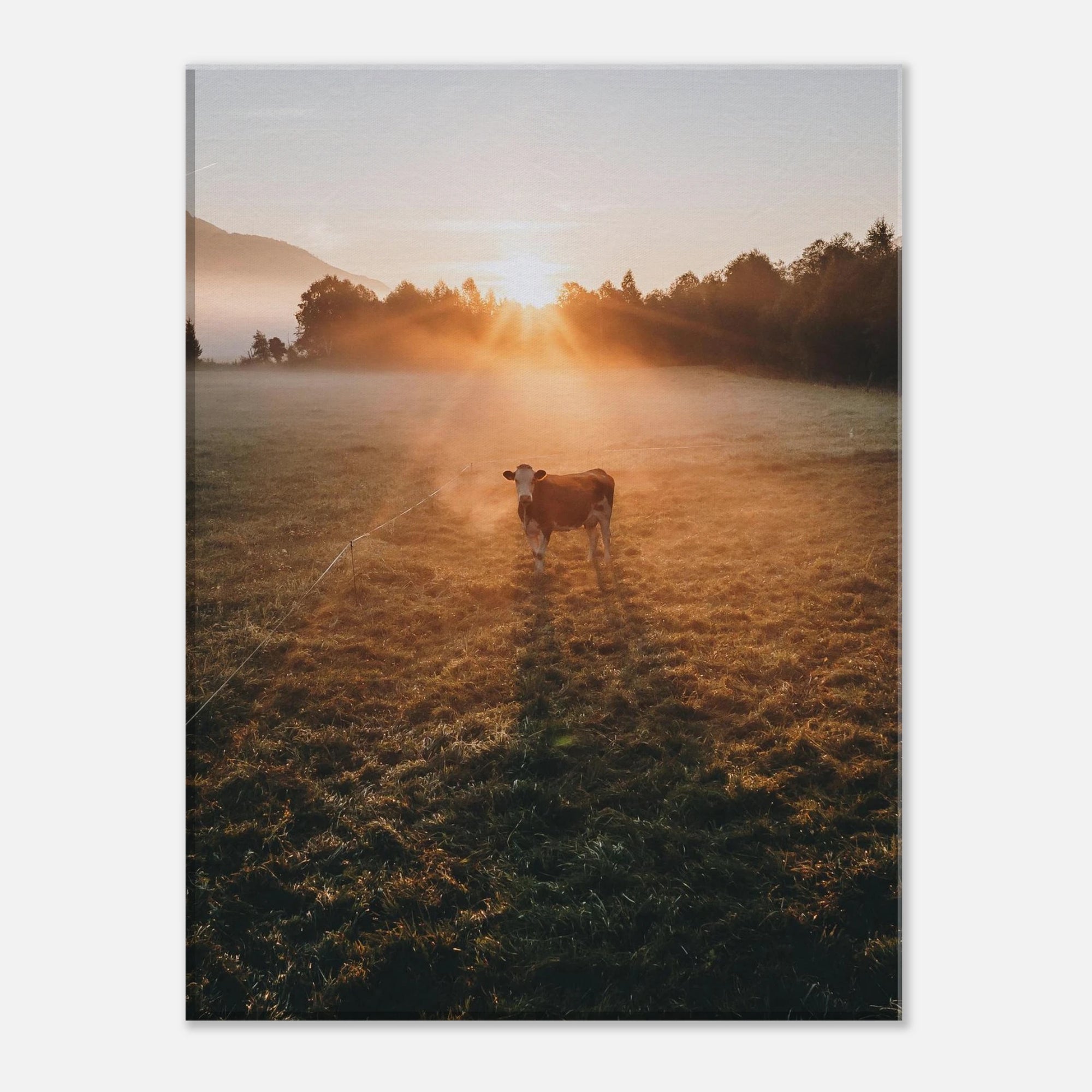 Leinwand Dick - Sonnenaufgang mit Kuh im Gegenlicht Print Material JFK Photography Prints 30x40 cm / 12x16″