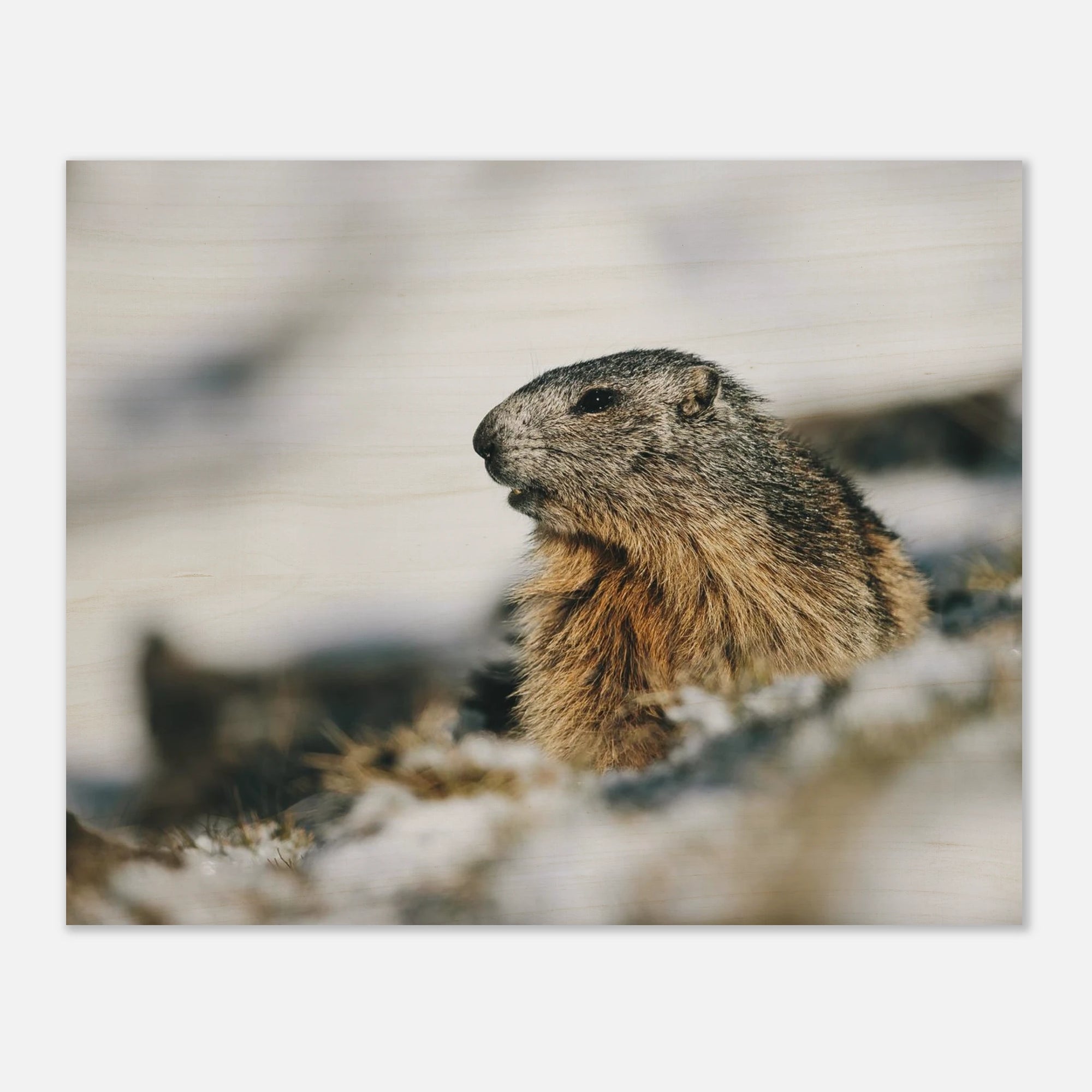 Holzdruck - Murmeltier im Schnee Print Material JFK Photography Prints 40x50 cm / 16x20″