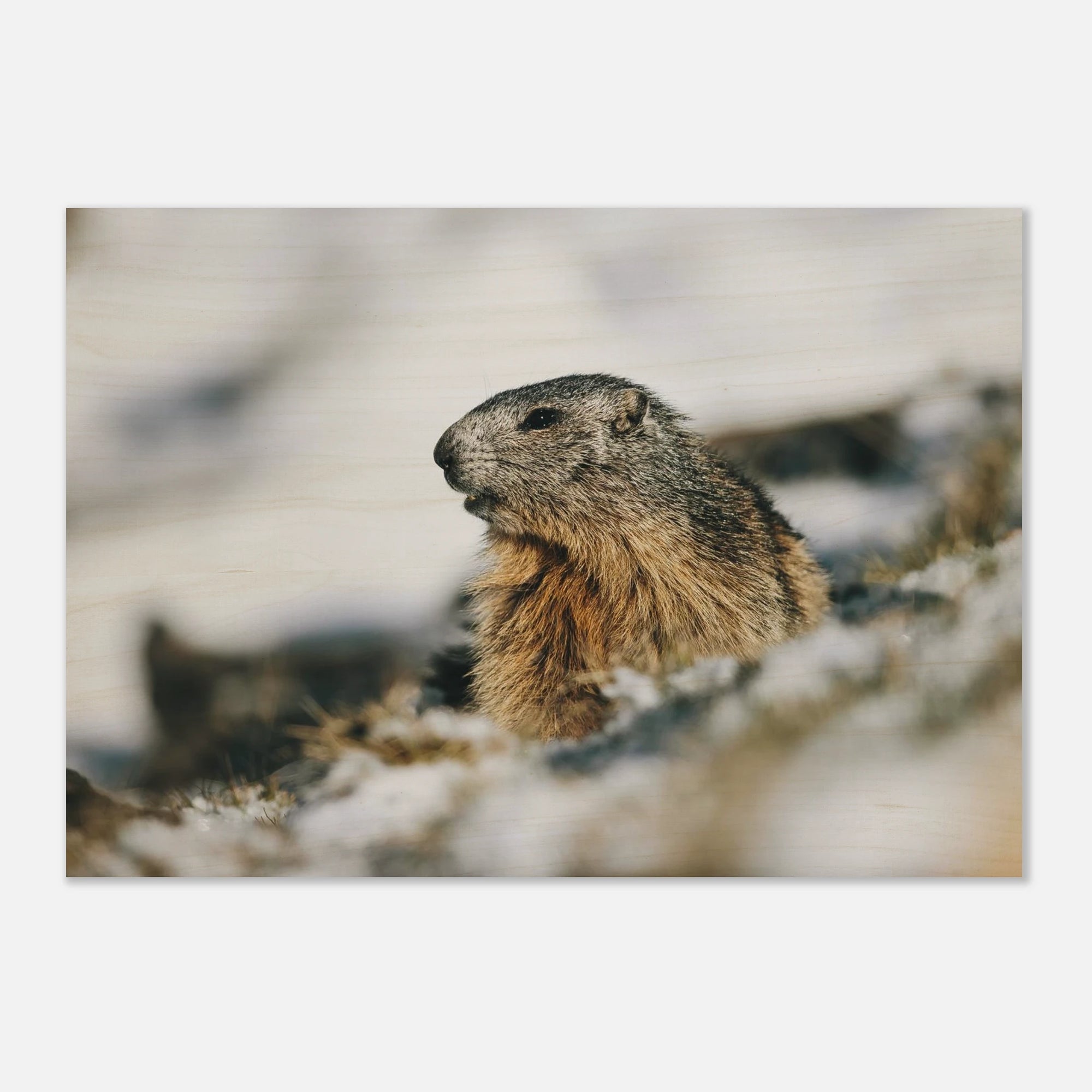 Holzdruck - Murmeltier im Schnee Print Material JFK Photography Prints 70x100 cm / 28x40″