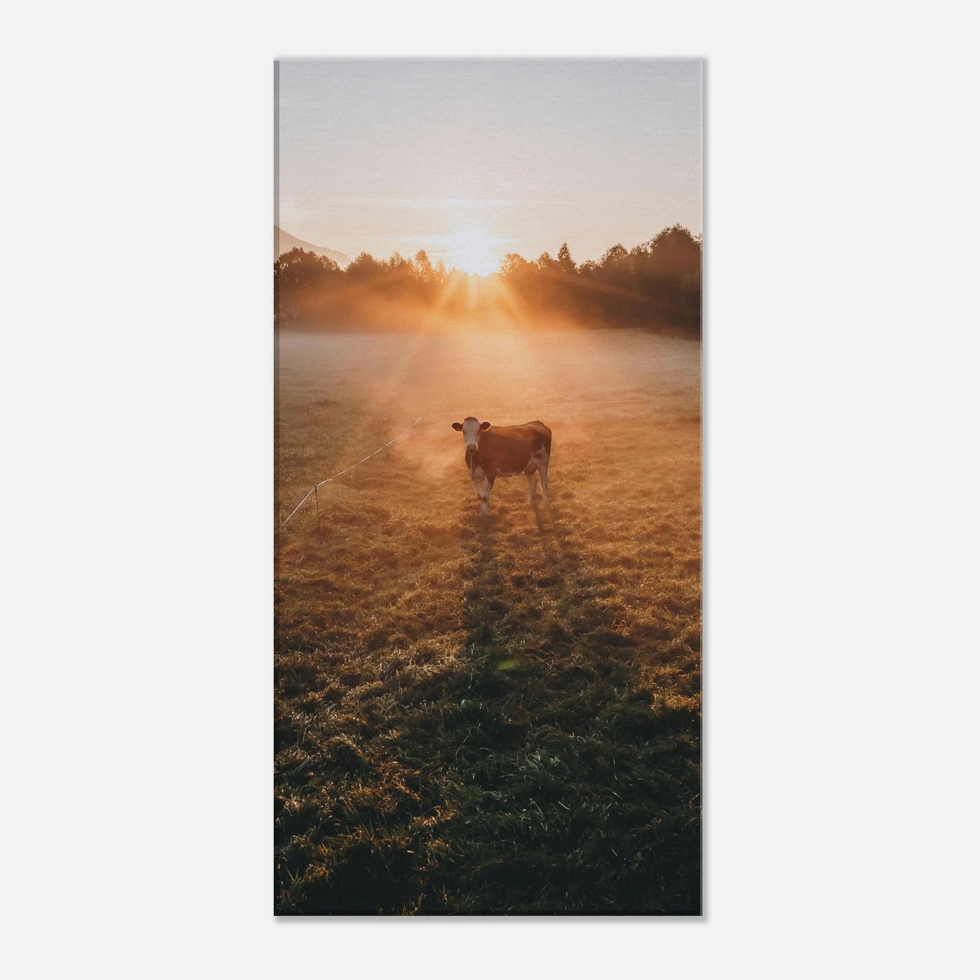 Leinwand Dick - Sonnenaufgang mit Kuh im Gegenlicht Print Material JFK Photography Prints 30x60 cm / 12x24″