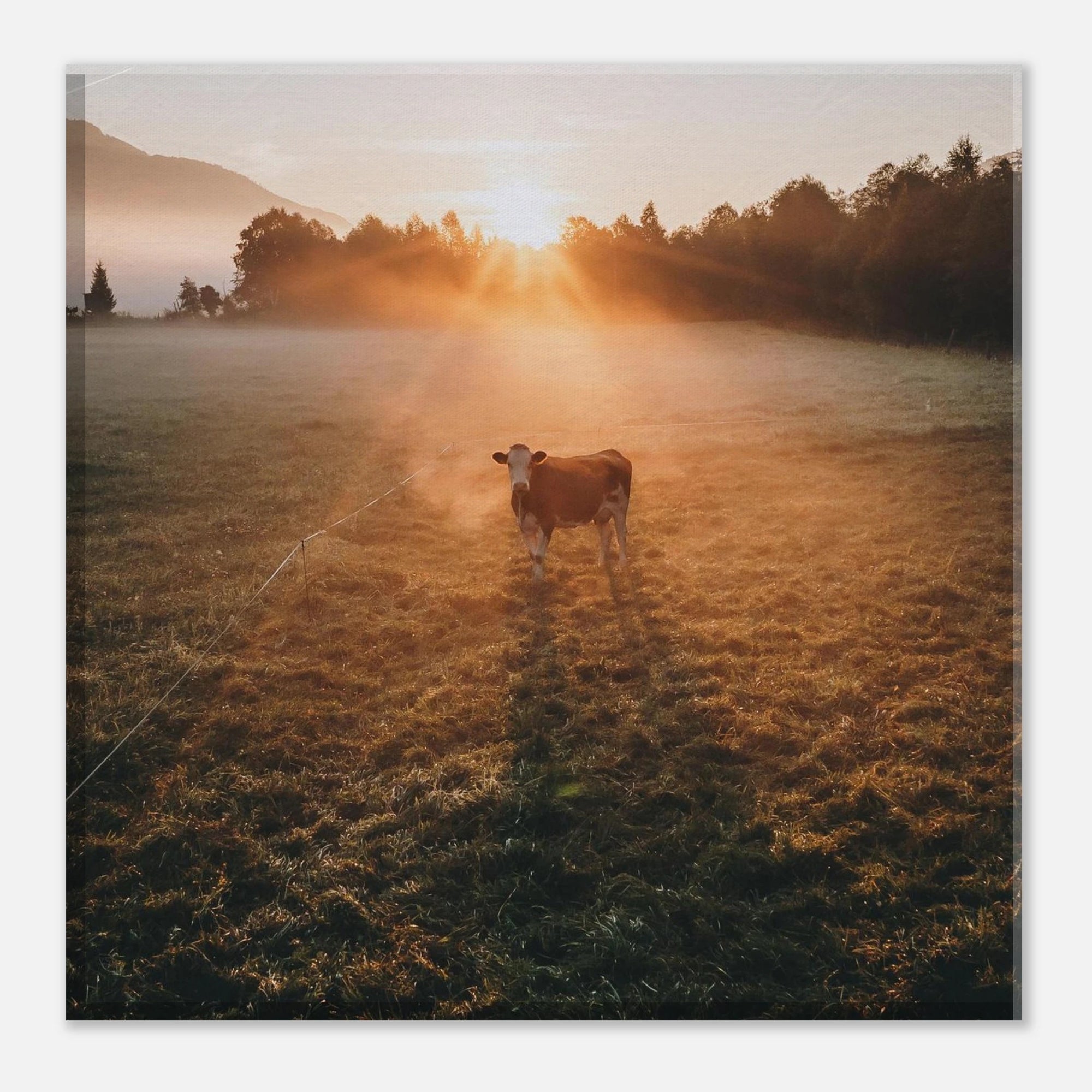 Leinwand Dick - Sonnenaufgang mit Kuh im Gegenlicht Print Material JFK Photography Prints 20x20 cm / 8x8″