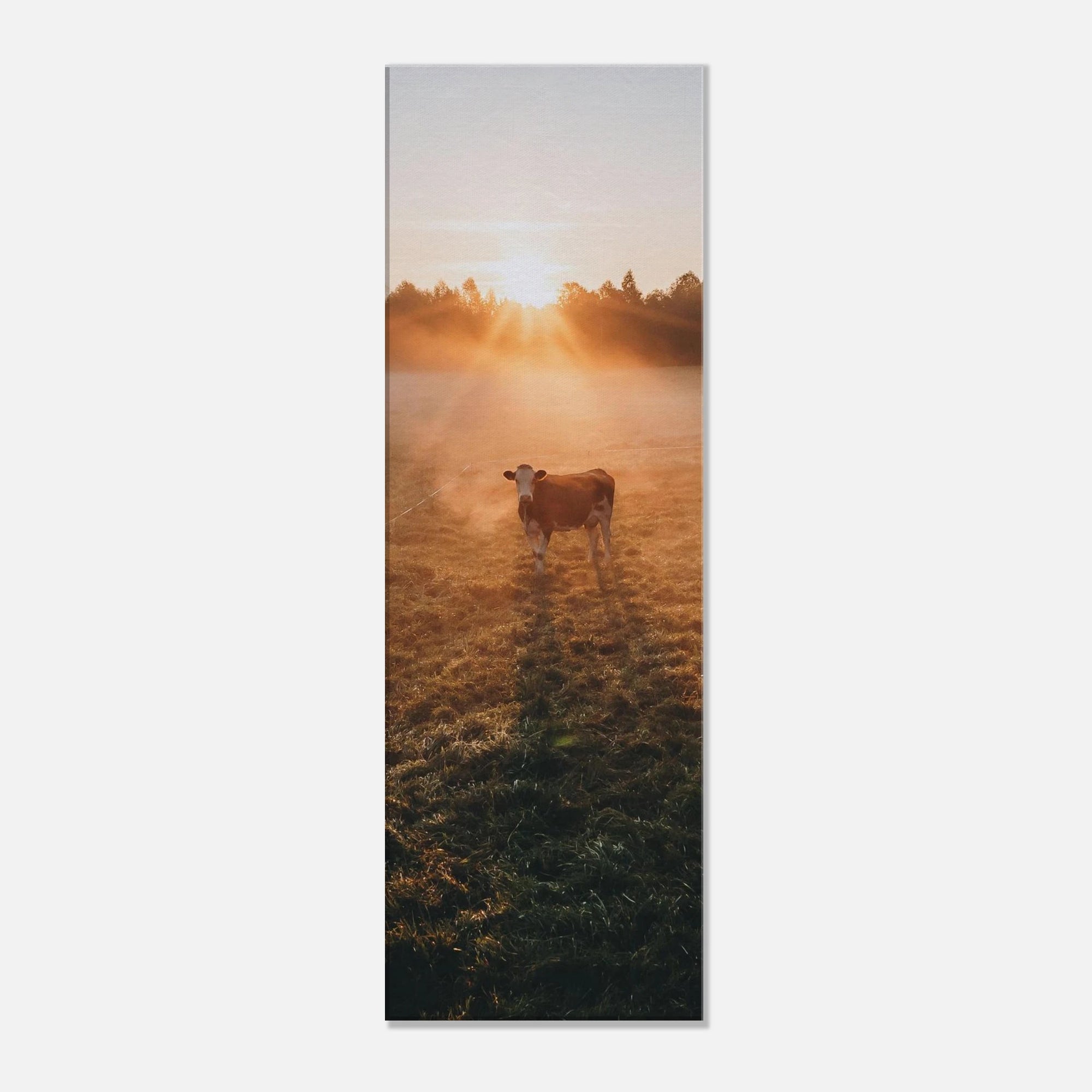 Leinwand Dick - Sonnenaufgang mit Kuh im Gegenlicht Print Material JFK Photography Prints 30x90 cm / 12x36″