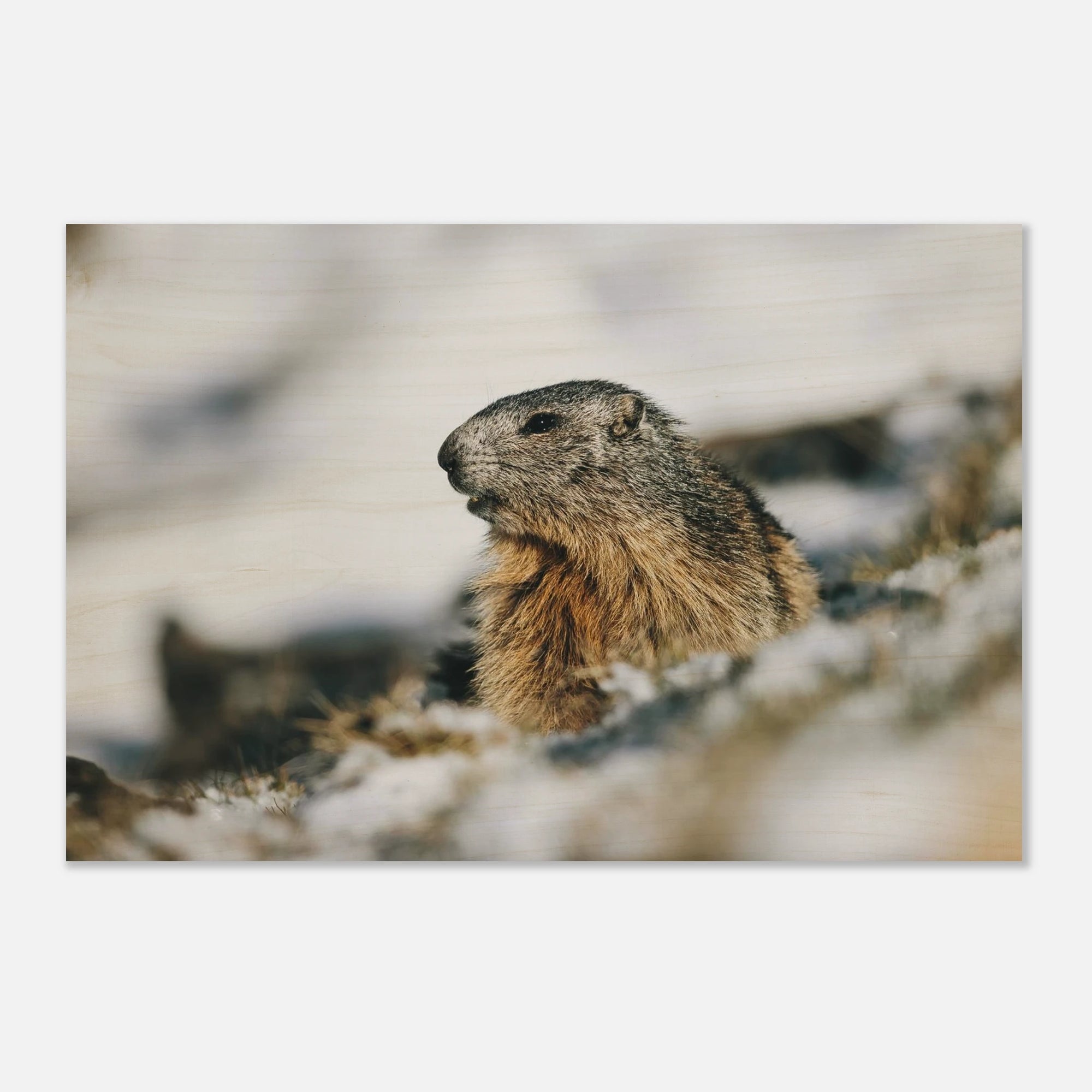 Holzdruck - Murmeltier im Schnee Print Material JFK Photography Prints 30x45 cm / 12x18″