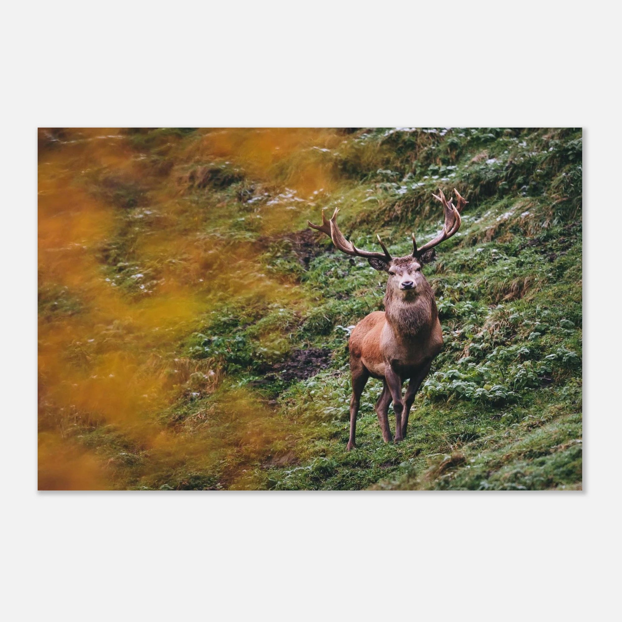 Premium Poster - Herbstliche Brunftzeit Print Material JFK Photography Prints 40x60 cm / 16x24″