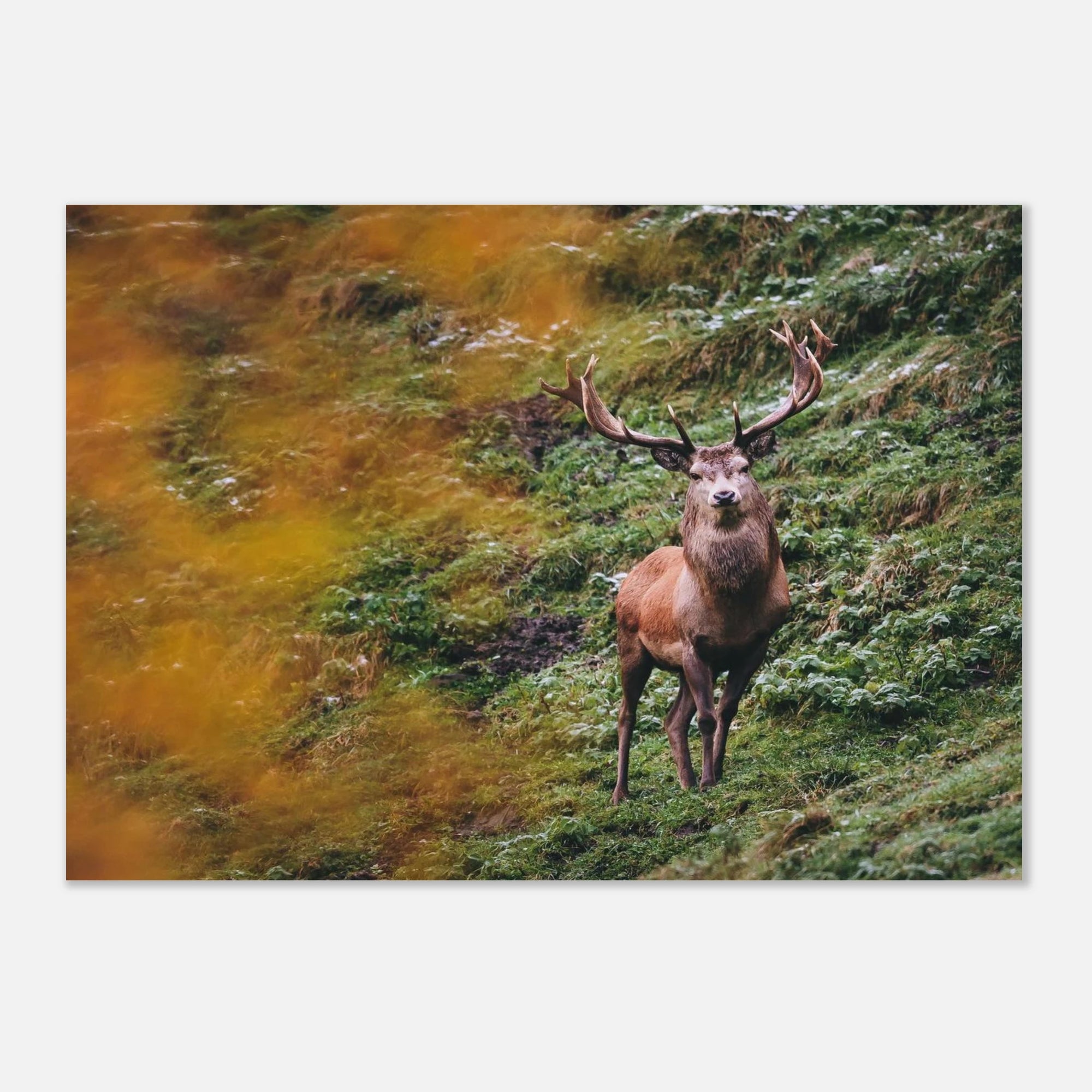 Premium Poster - Herbstliche Brunftzeit Print Material JFK Photography Prints A1 (59.4 x 84.1 cm)