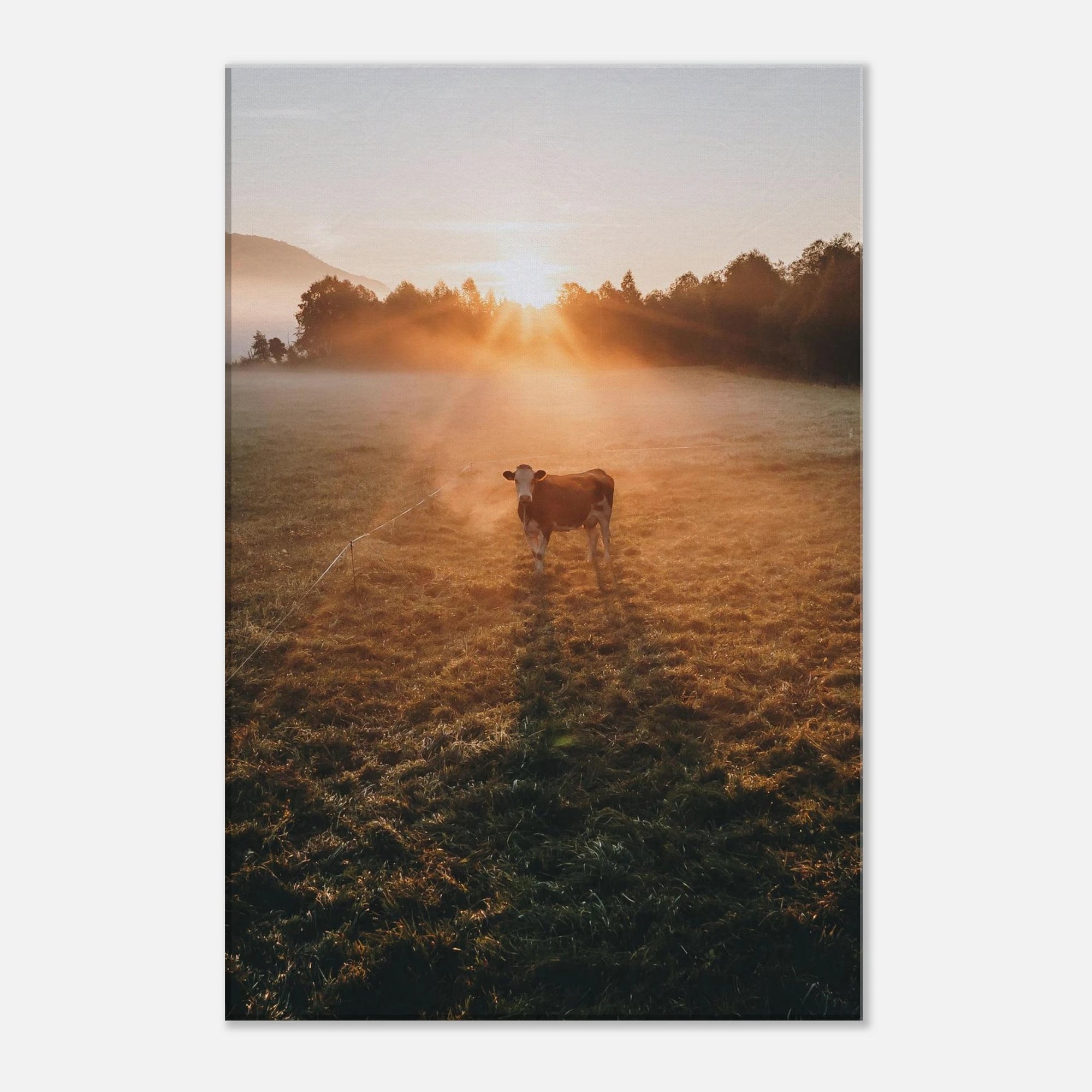 Leinwand Dick - Sonnenaufgang mit Kuh im Gegenlicht Print Material JFK Photography Prints 40x60 cm / 16x24″