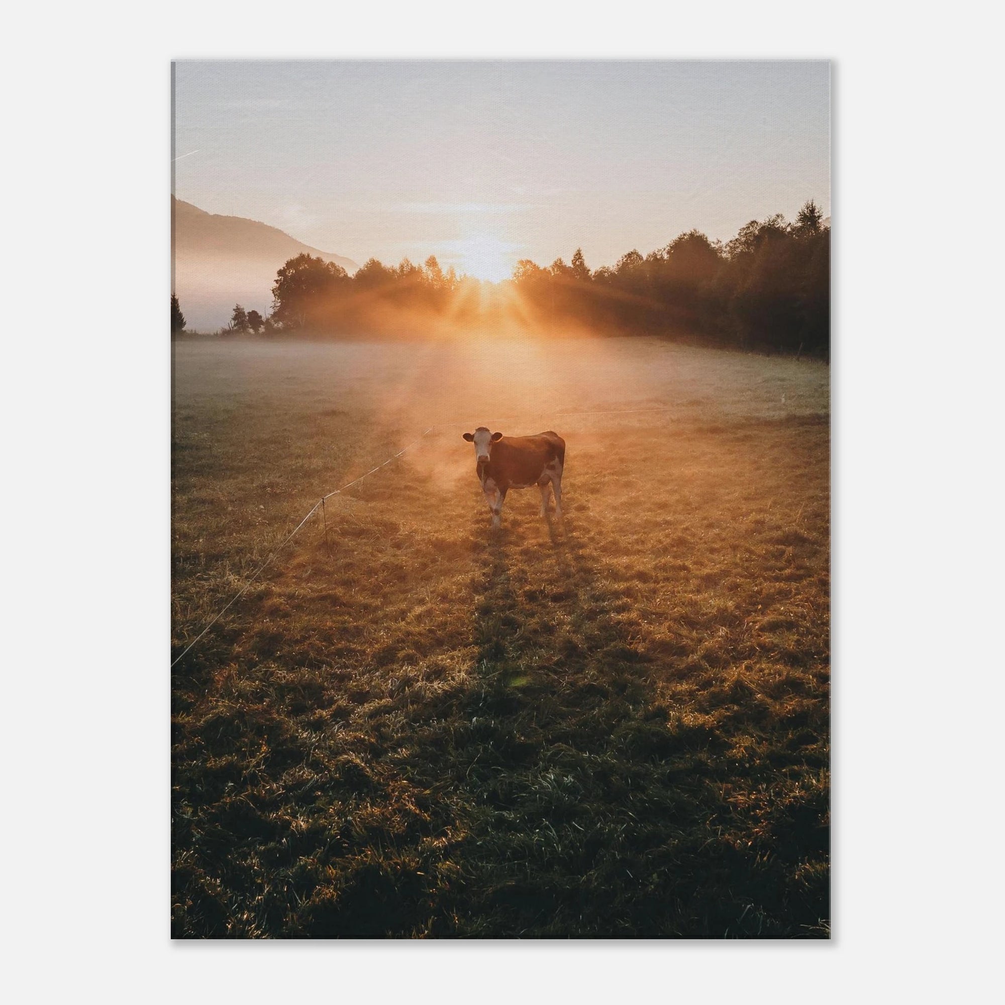 Leinwand Dick - Sonnenaufgang mit Kuh im Gegenlicht Print Material JFK Photography Prints 60x80 cm / 24x32″