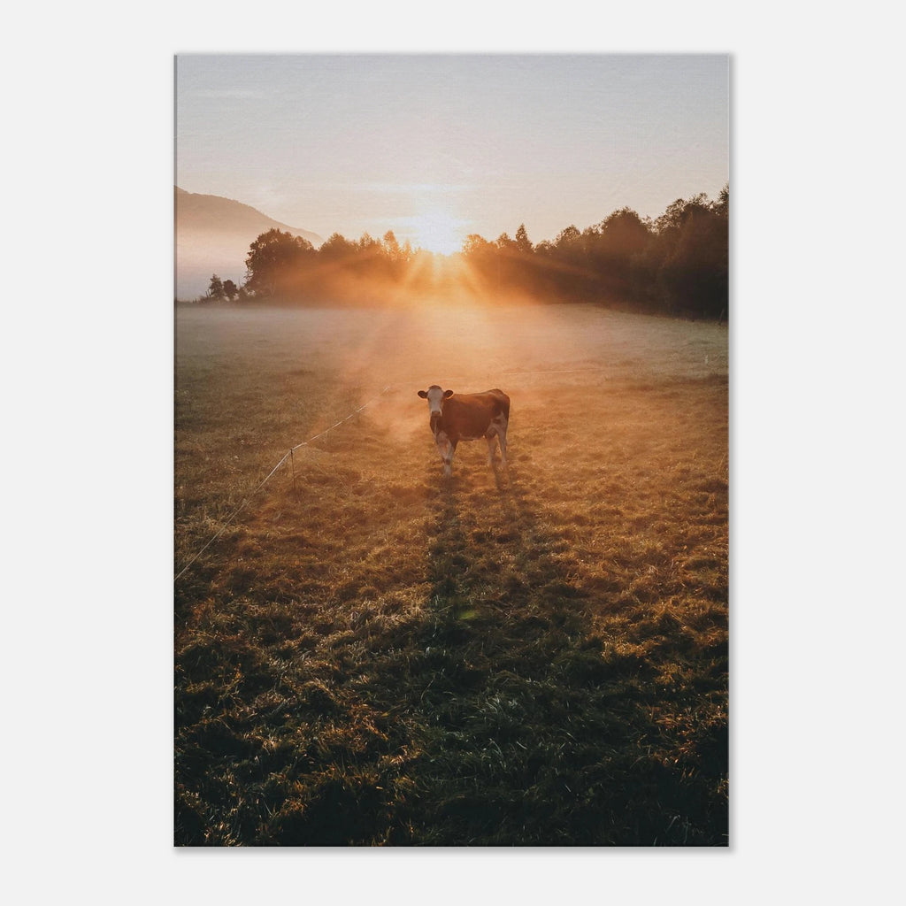 Leinwand Dick - Sonnenaufgang mit Kuh im Gegenlicht Print Material JFK Photography Prints 70x100 cm / 28x40″