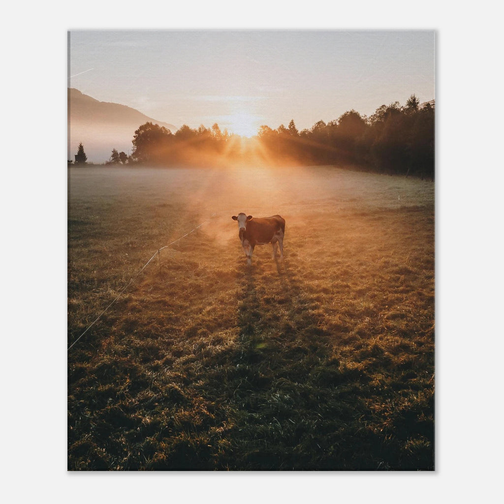 Leinwand Dick - Sonnenaufgang mit Kuh im Gegenlicht Print Material JFK Photography Prints 50x60 cm / 20x24″