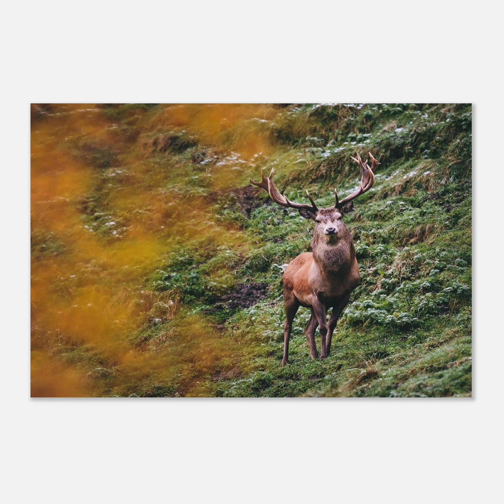 Premium Poster - Herbstliche Brunftzeit Print Material JFK Photography Prints 30x45 cm / 12x18″