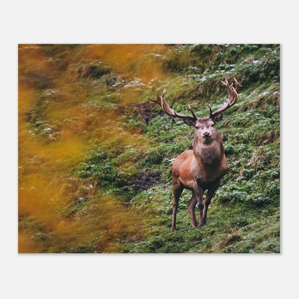 Premium Poster - Herbstliche Brunftzeit Print Material JFK Photography Prints 20x25 cm / 8x10″