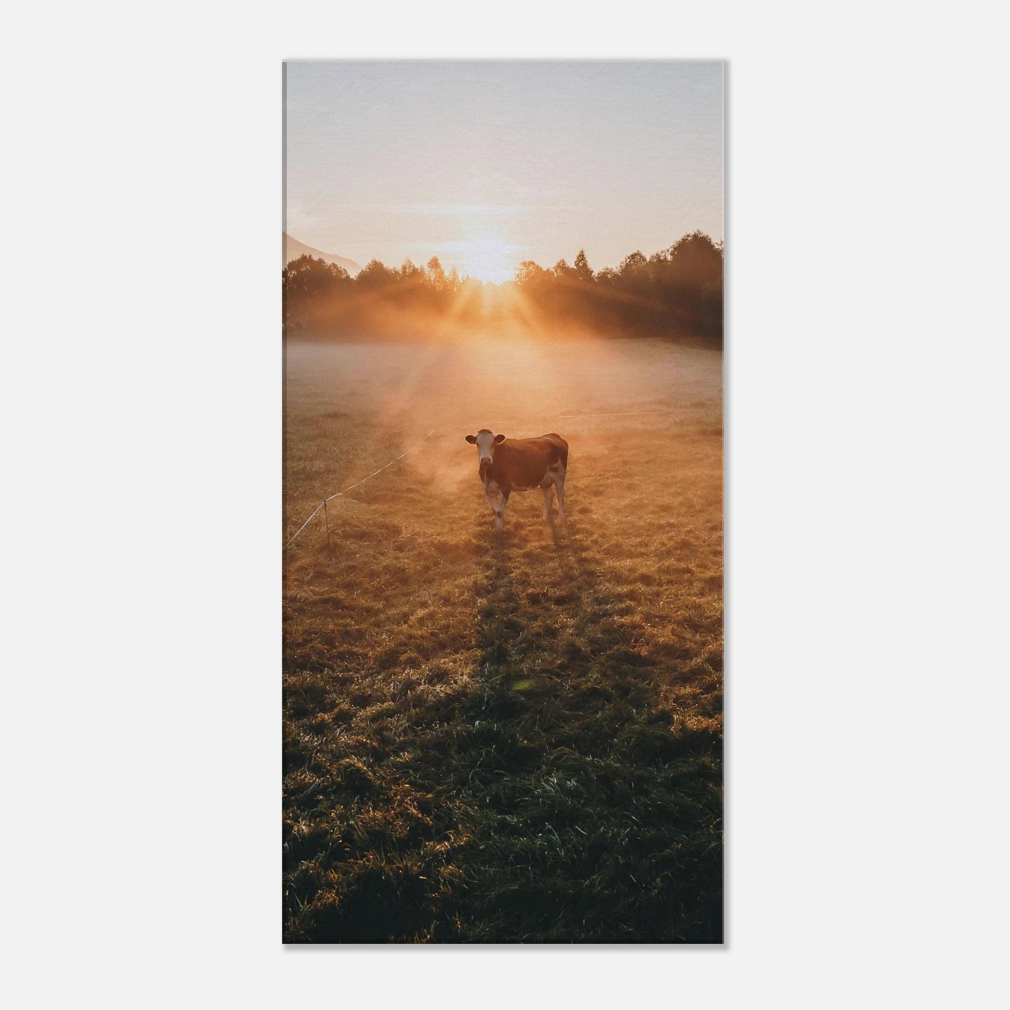 Leinwand Dick - Sonnenaufgang mit Kuh im Gegenlicht Print Material JFK Photography Prints 40x80 cm / 16x32″