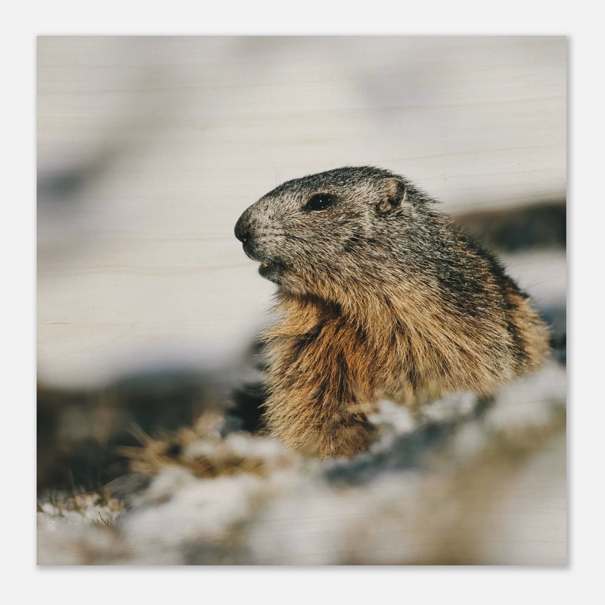 Holzdruck - Murmeltier im Schnee Print Material JFK Photography Prints 40x40 cm / 16x16″