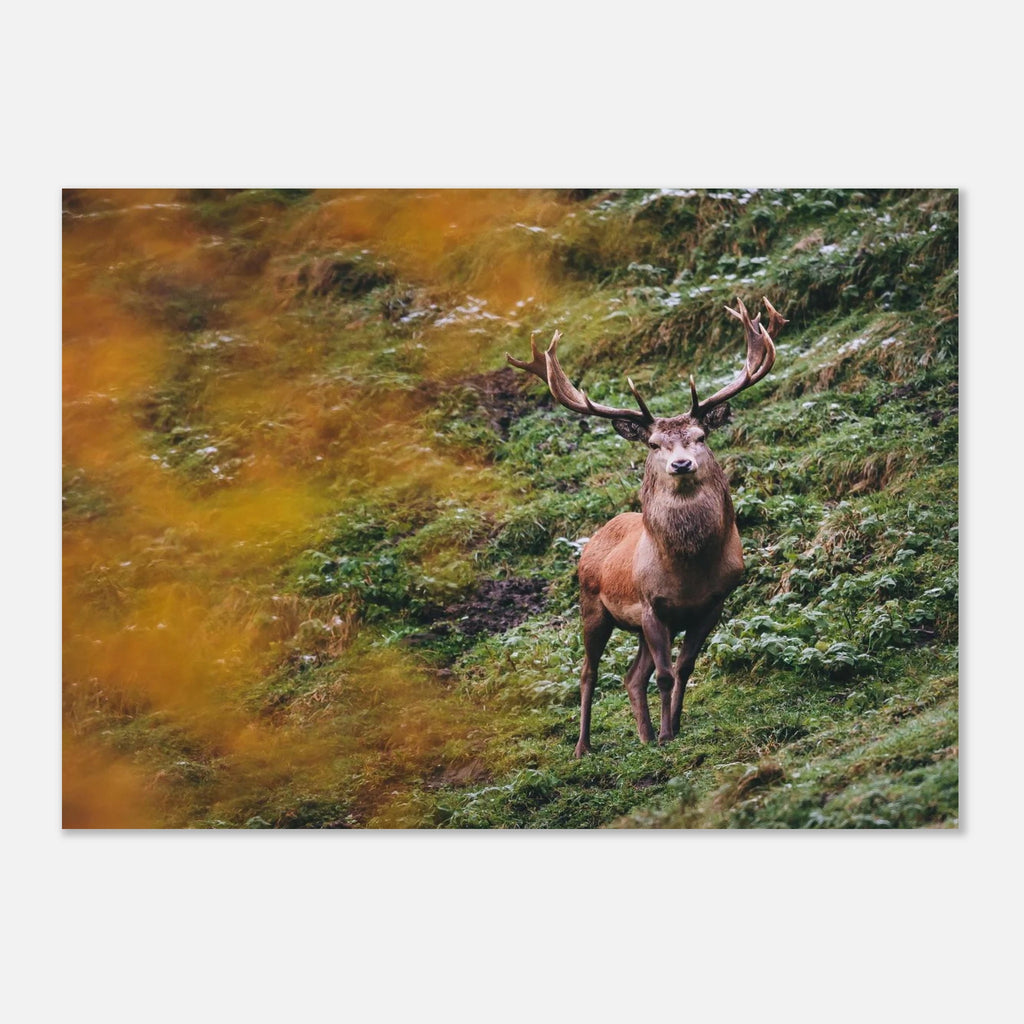 Premium Poster - Herbstliche Brunftzeit Print Material JFK Photography Prints 50x70 cm / 20x28″