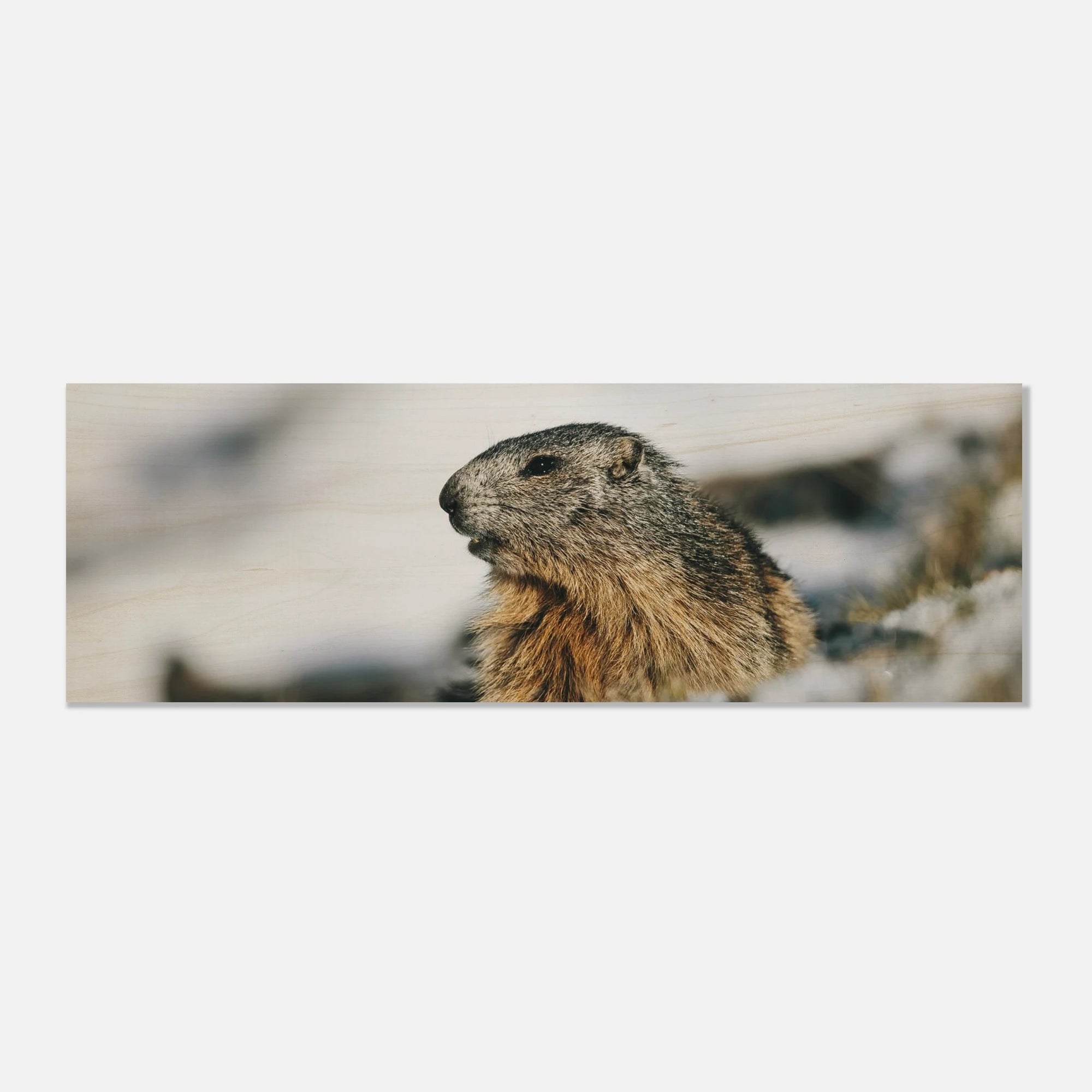 Holzdruck - Murmeltier im Schnee Print Material JFK Photography Prints 30x90 cm / 12x36″
